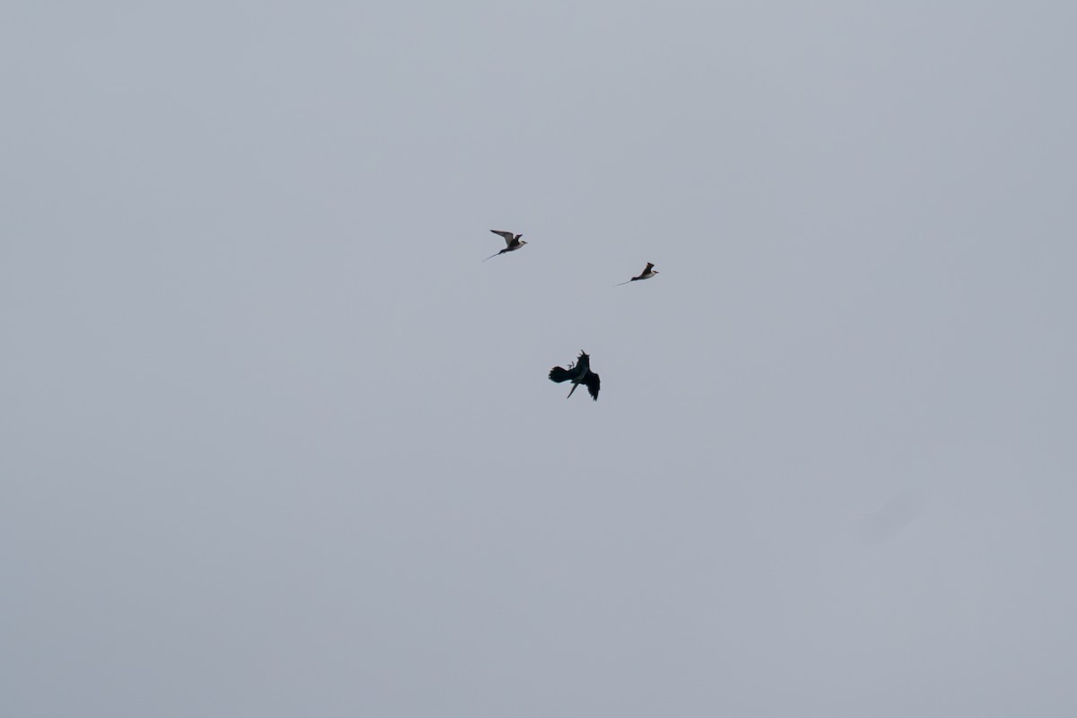 Common Raven - ML646330098