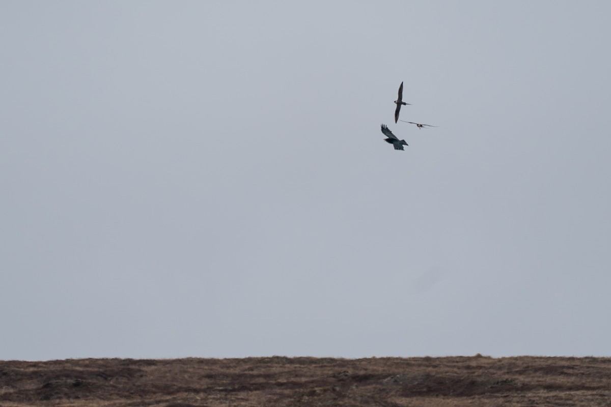 Common Raven - ML646330102