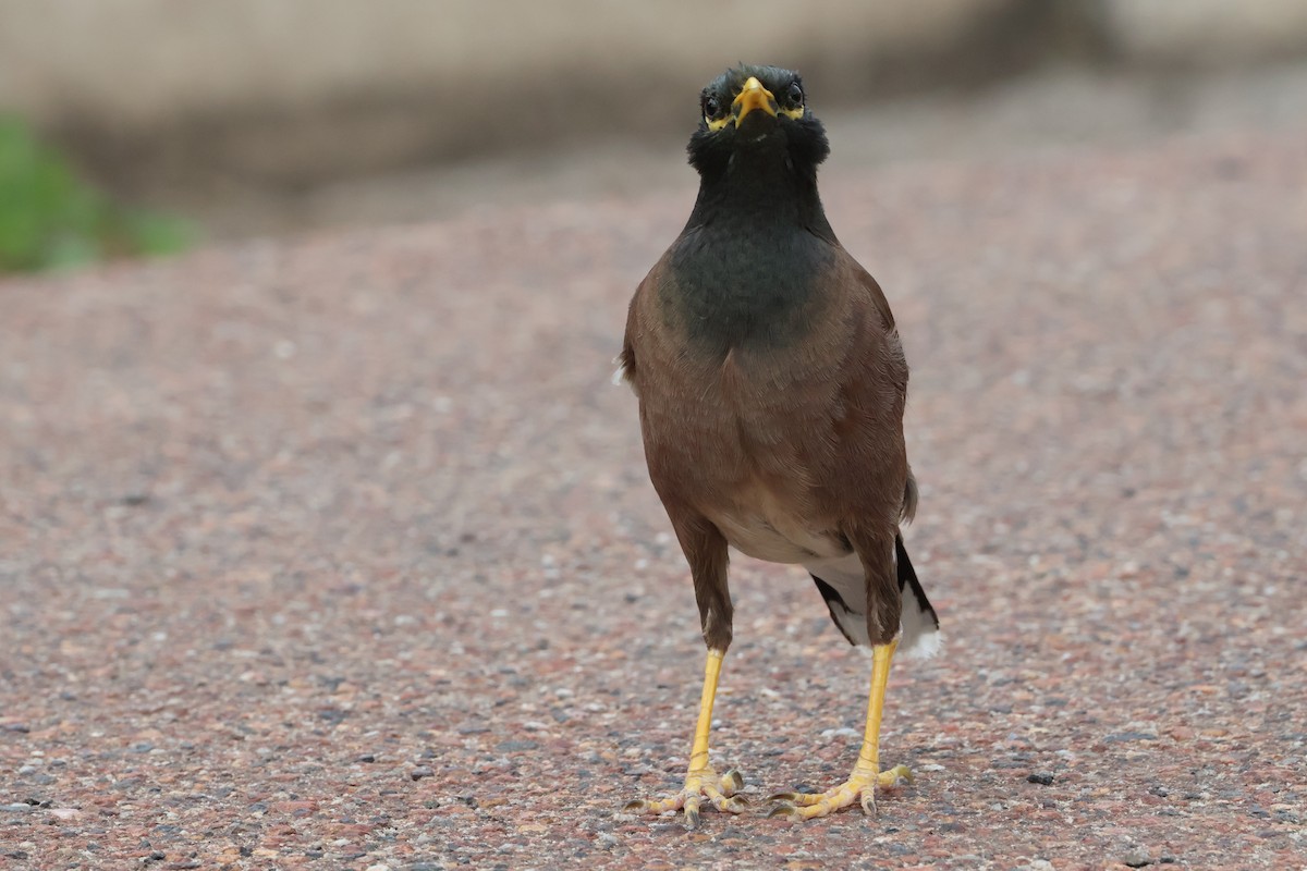 Common Myna - ML646330103