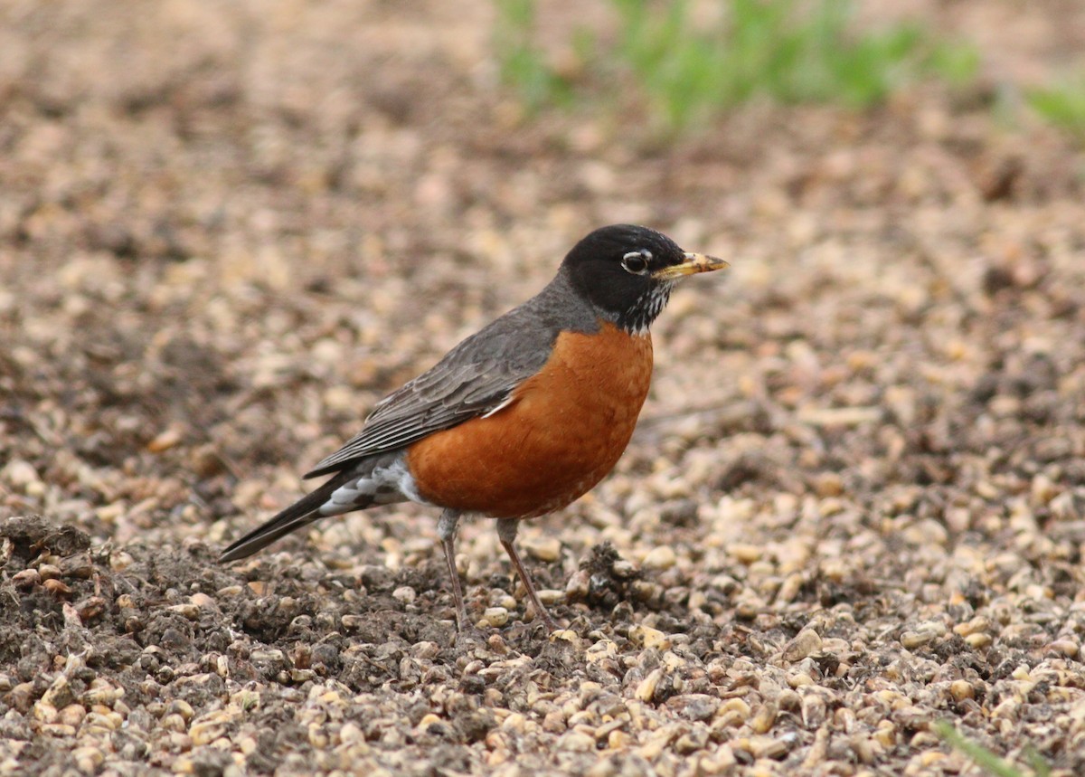 קיכלי נודד - ML646330104