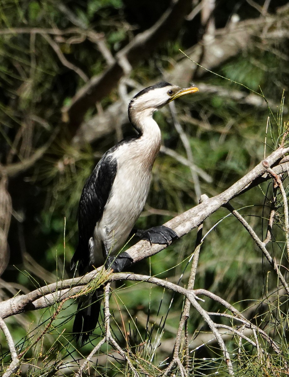 kormorán černobílý - ML646330105