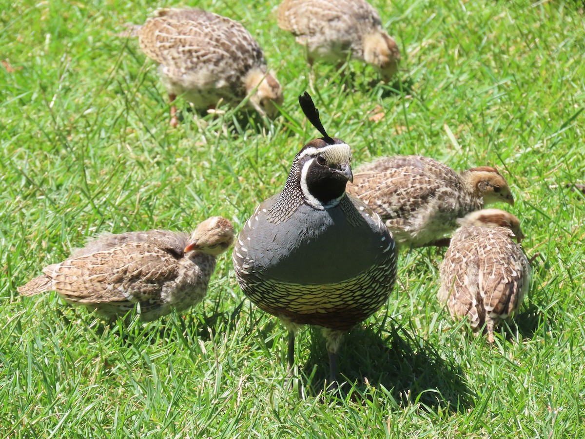 カンムリウズラ - ML646330107