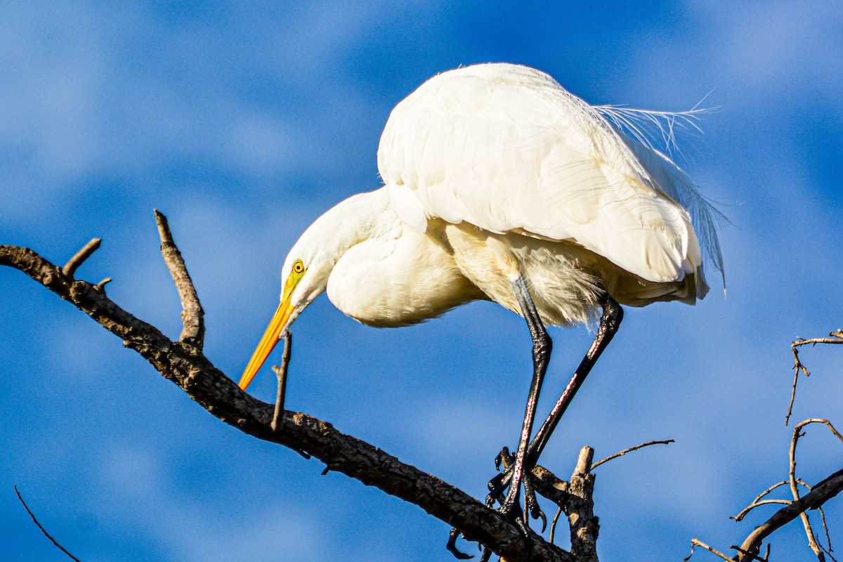 volavka bílá - ML646330108