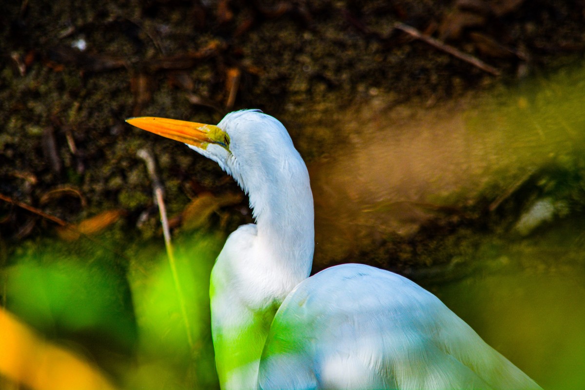 volavka bílá - ML646330109