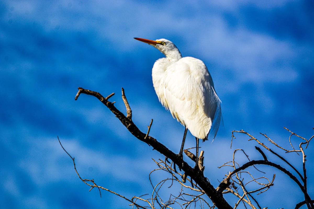 volavka bílá - ML646330110