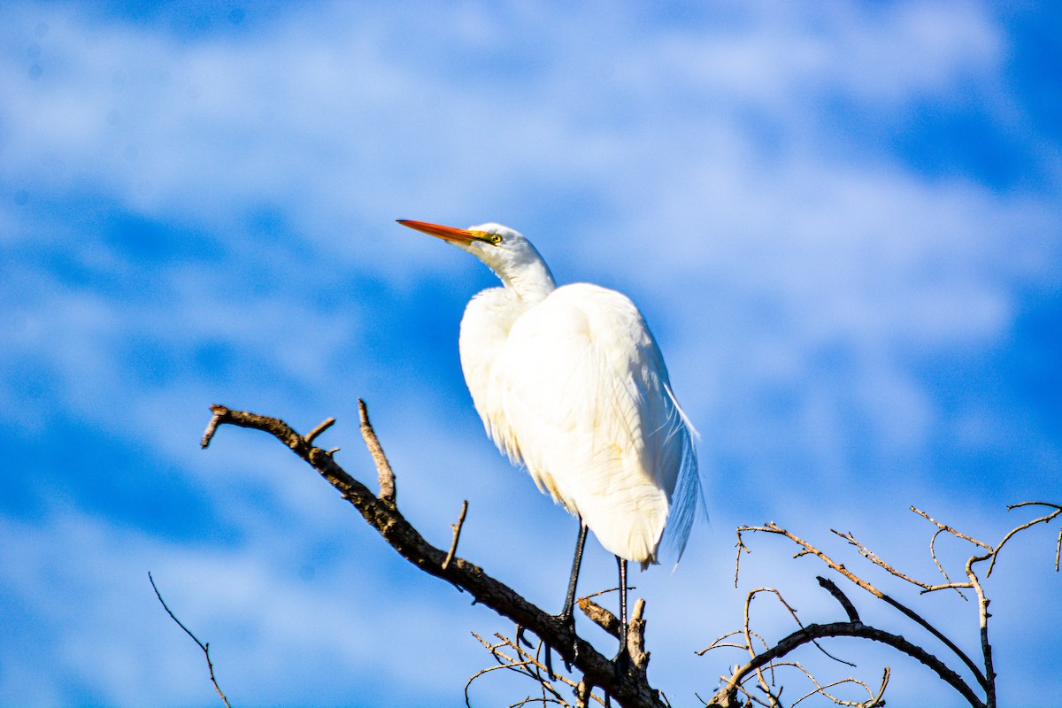 volavka bílá - ML646330111