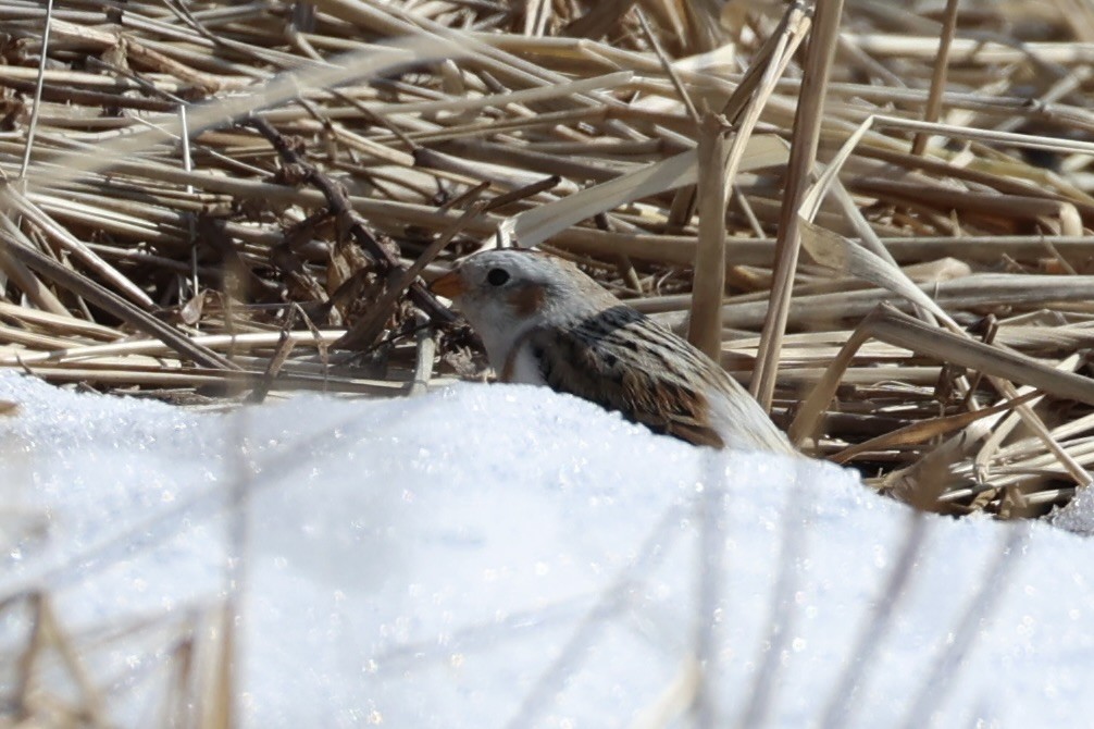 sněhule severní - ML646330126