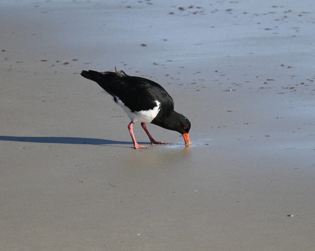 ústřičník dlouhozobý - ML646330135