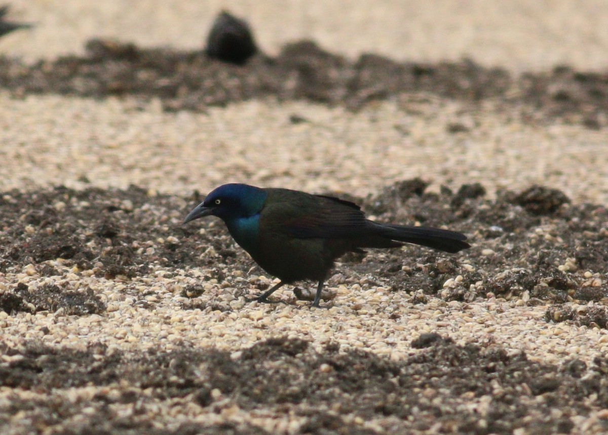 Common Grackle - ML646330137