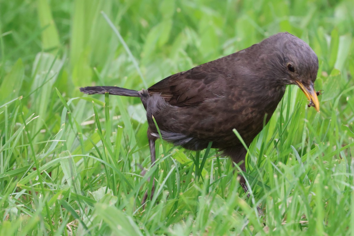 Eurasian Blackbird - ML646330138