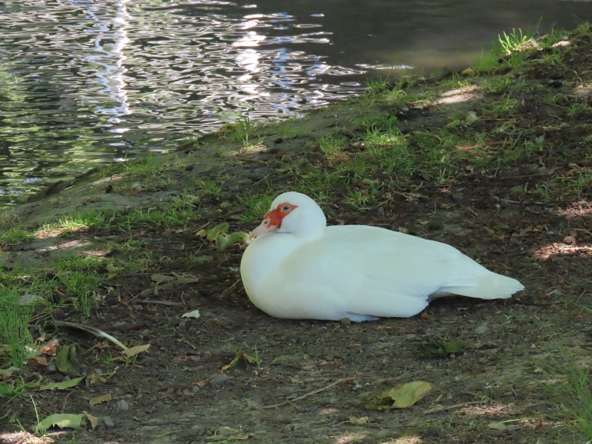 pižmovka americká (domestikovaná) - ML646330139