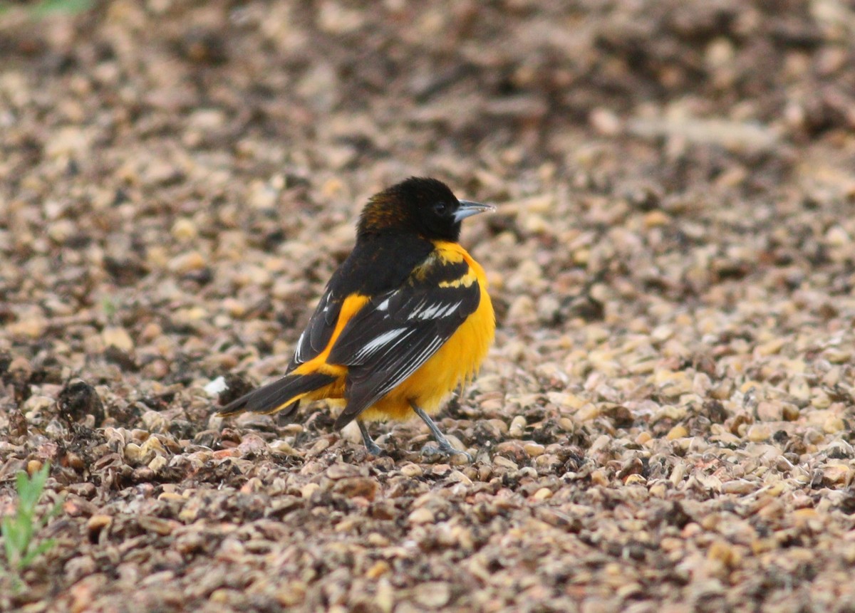 trupiál baltimorský - ML646330140