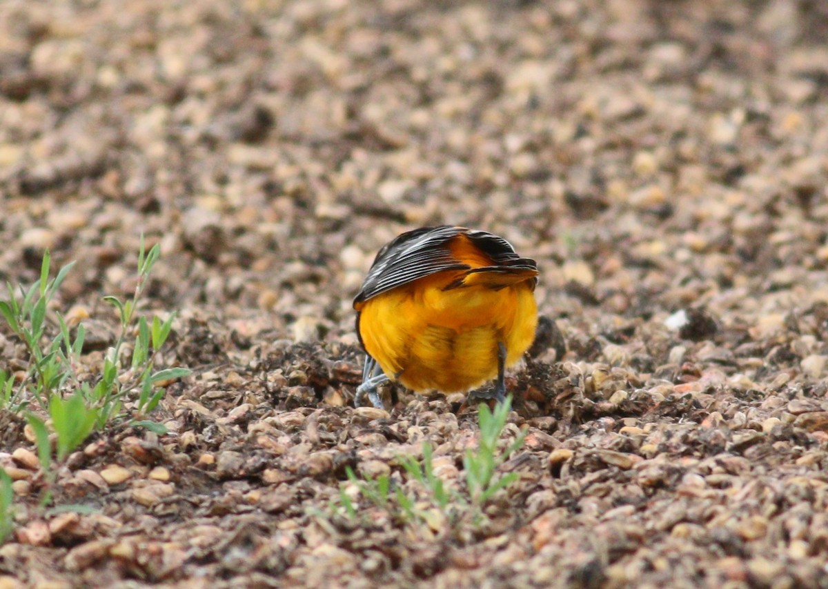 trupiál baltimorský - ML646330141