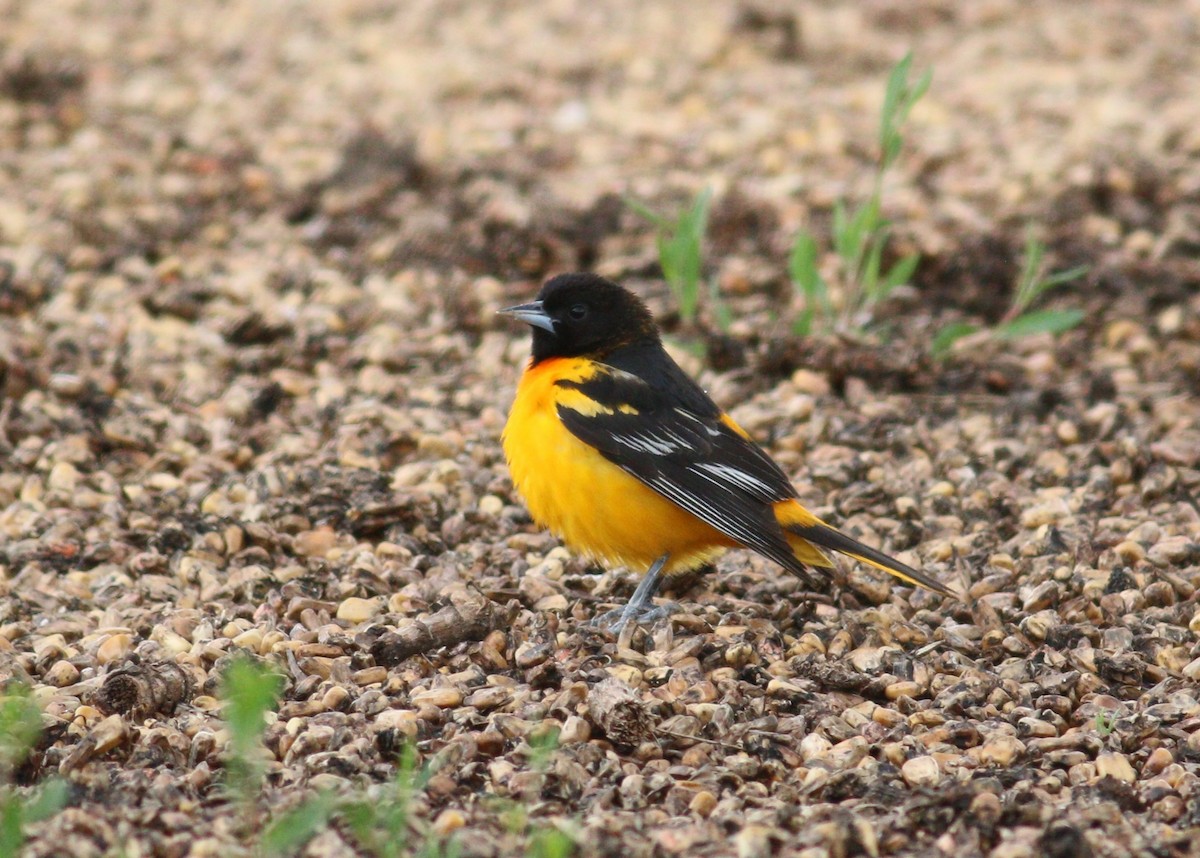 trupiál baltimorský - ML646330142