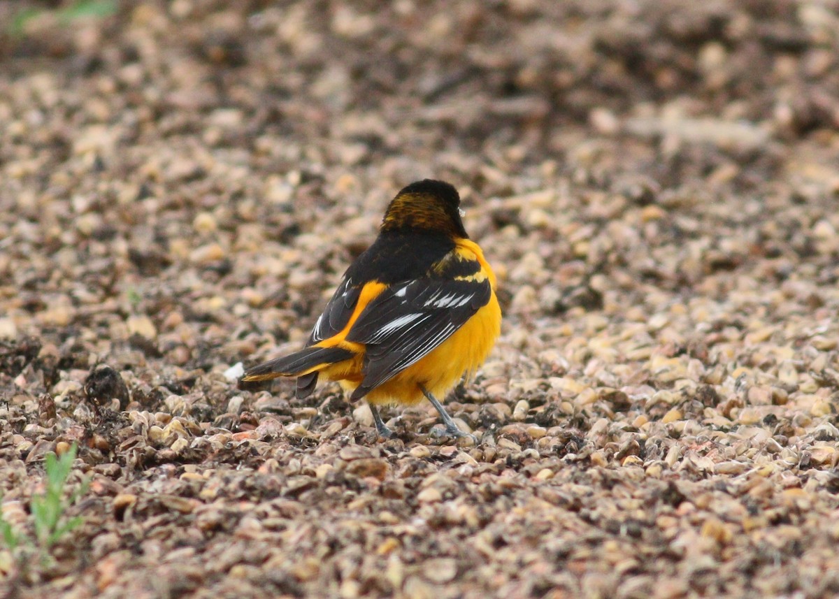 trupiál baltimorský - ML646330143