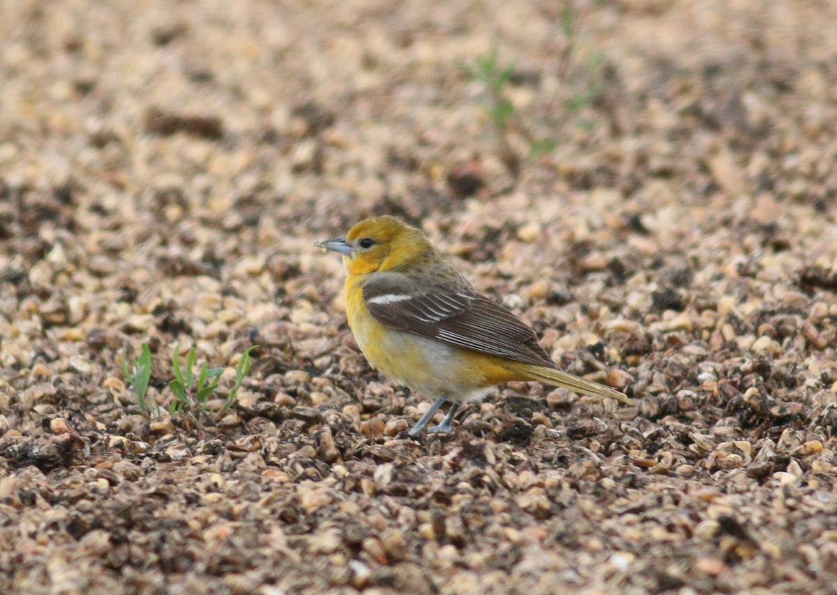 trupiál baltimorský - ML646330144