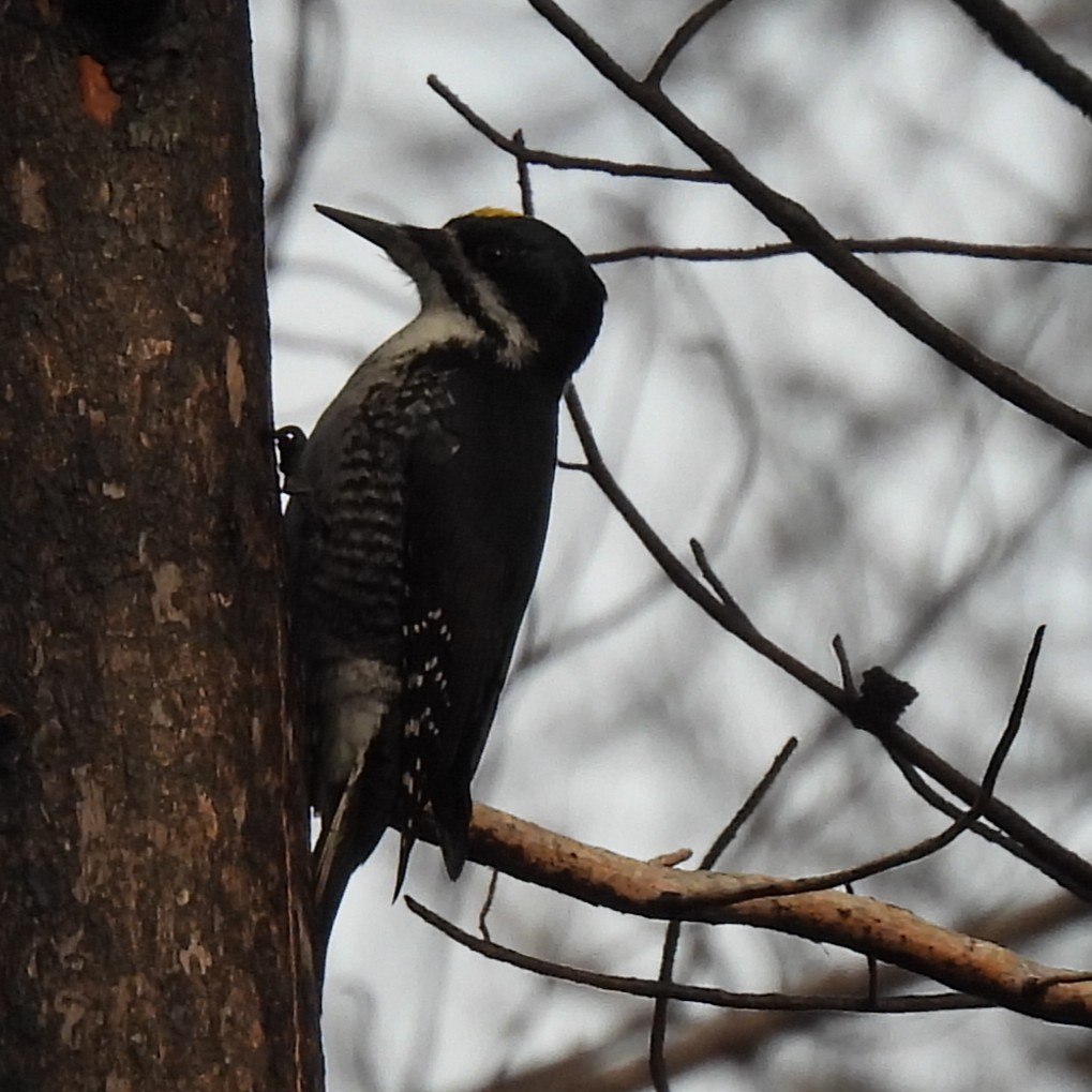 datlík černohřbetý - ML646330146