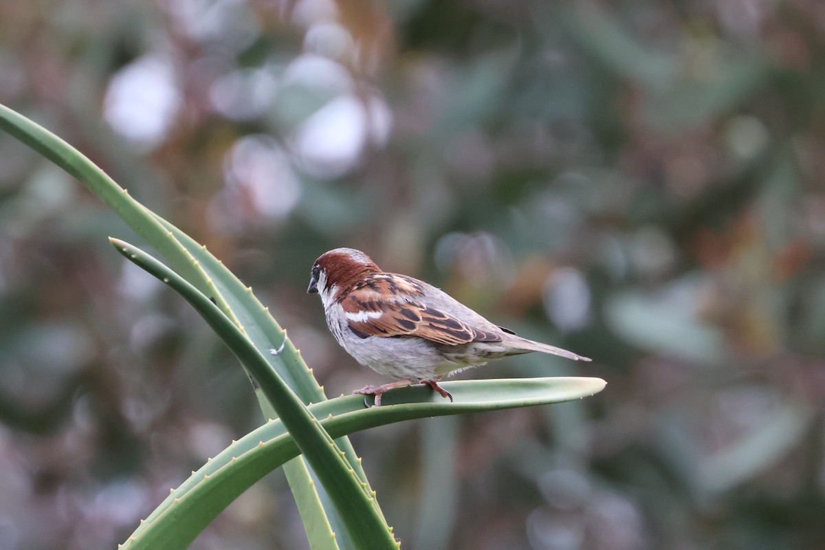 vrabec domácí - ML646330147