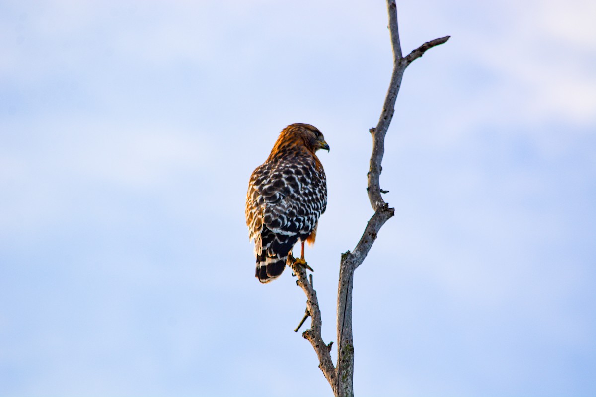 káně páskovaná (ssp. elegans) - ML646330148
