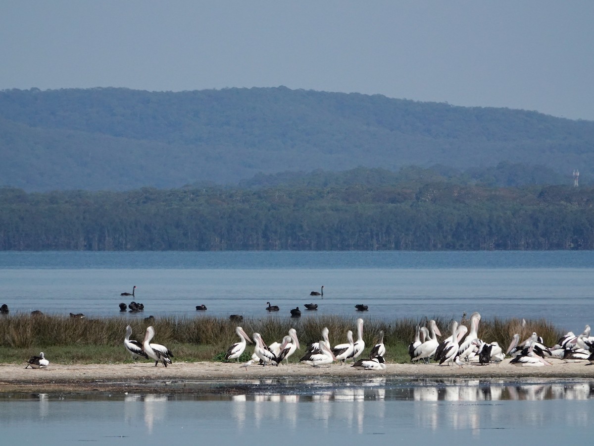 Australian Pelican - ML646330149