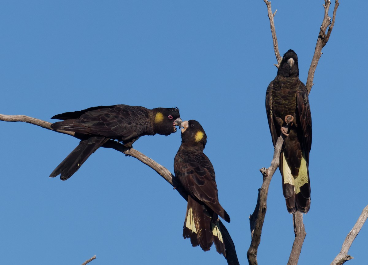 kakadu černý - ML646330150