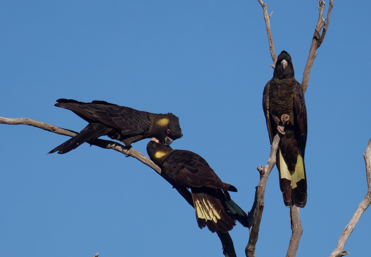 kakadu černý - ML646330151