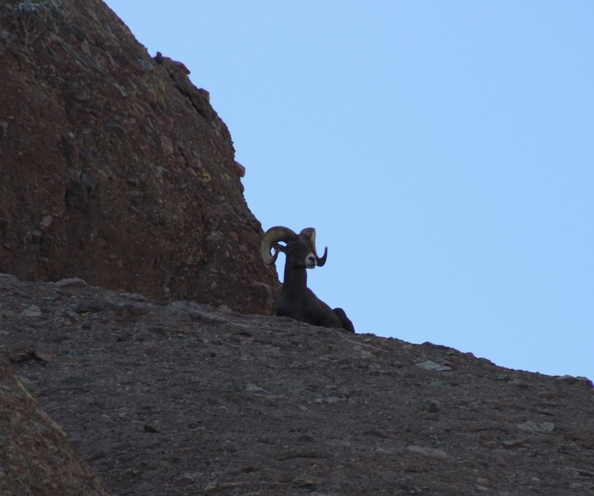 Animals - ML646330152