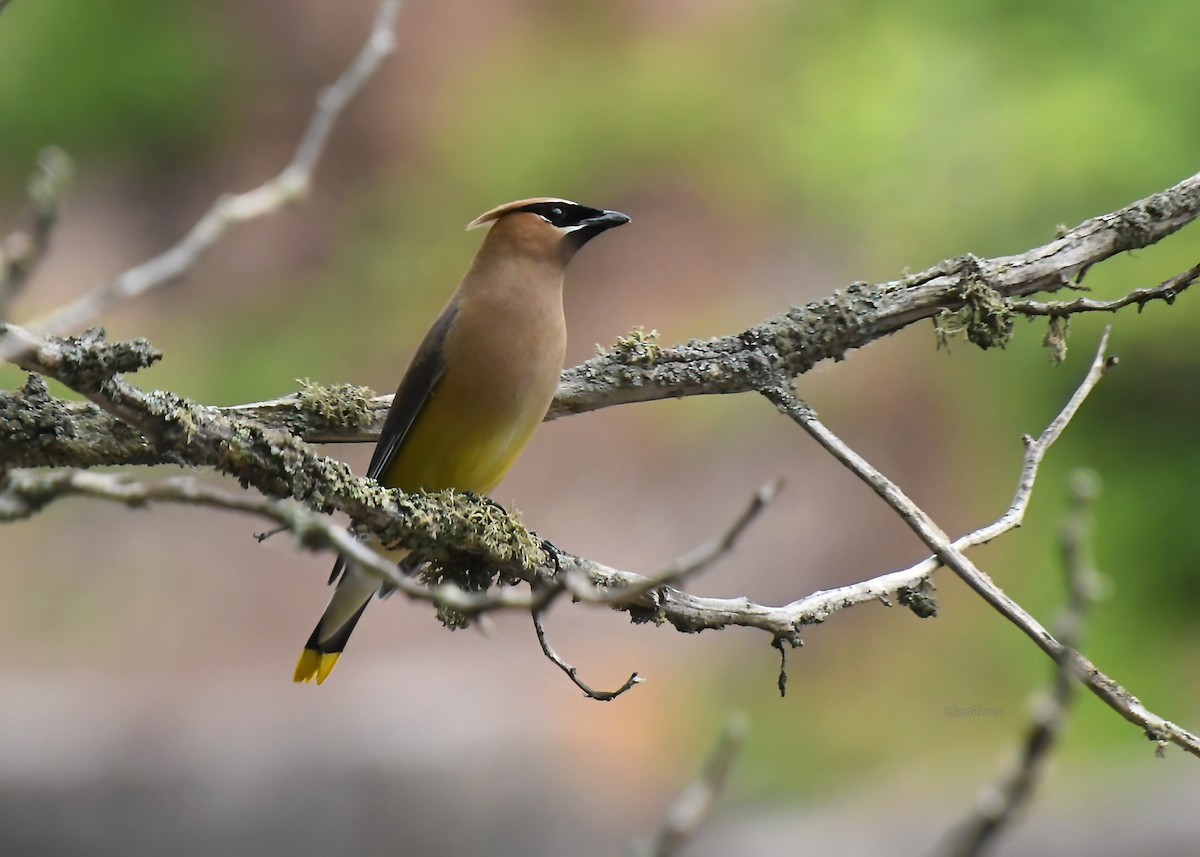 brkoslav americký - ML646330154