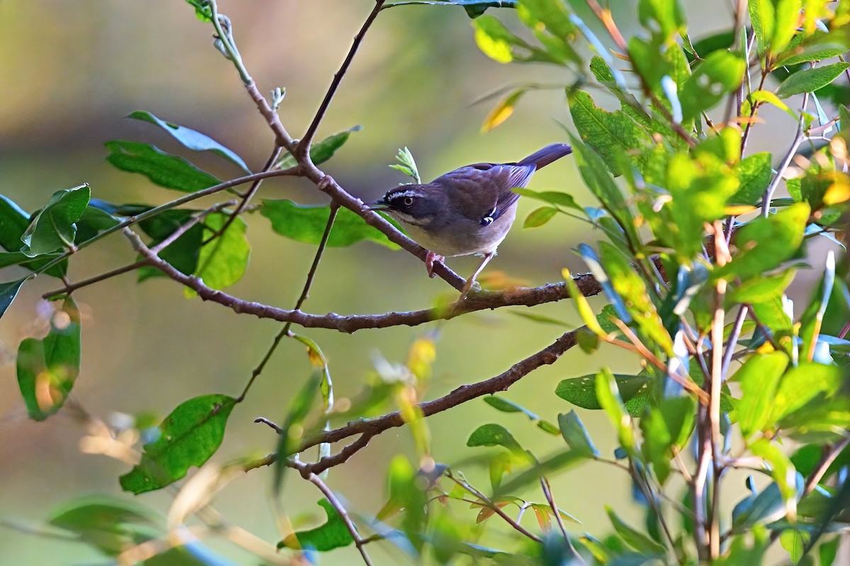 White-browed Scrubwren - ML646330156