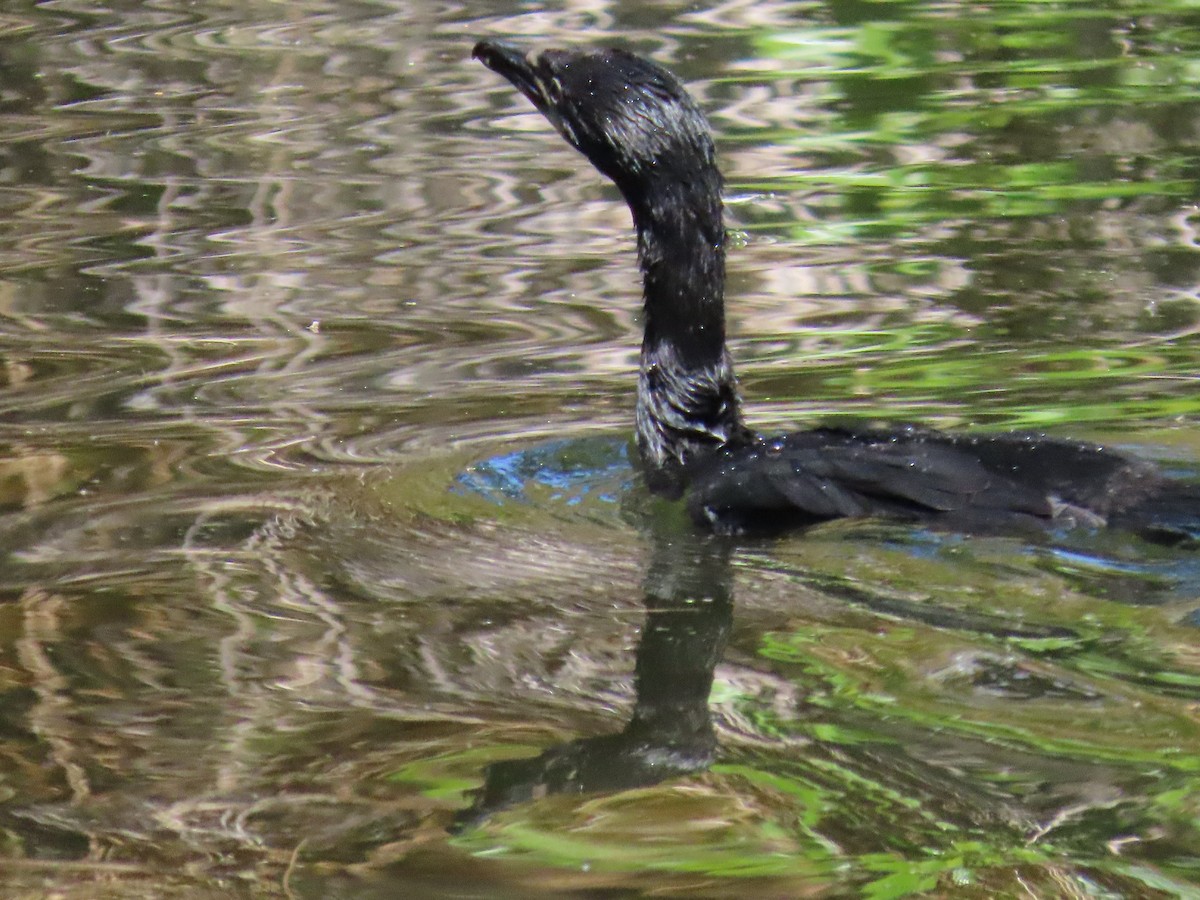 kormorán australský - ML646330157