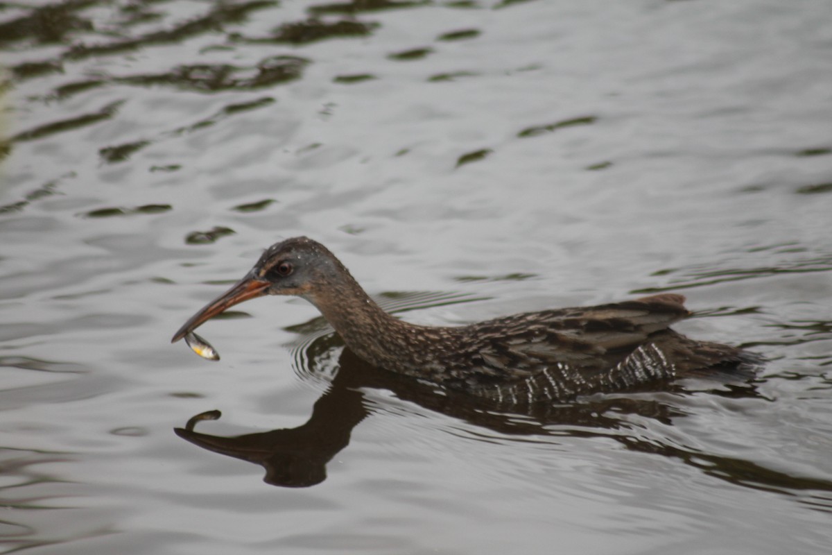 chřástal atlantický - ML646330158