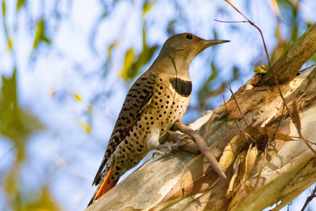 datel zlatý - ML646330165