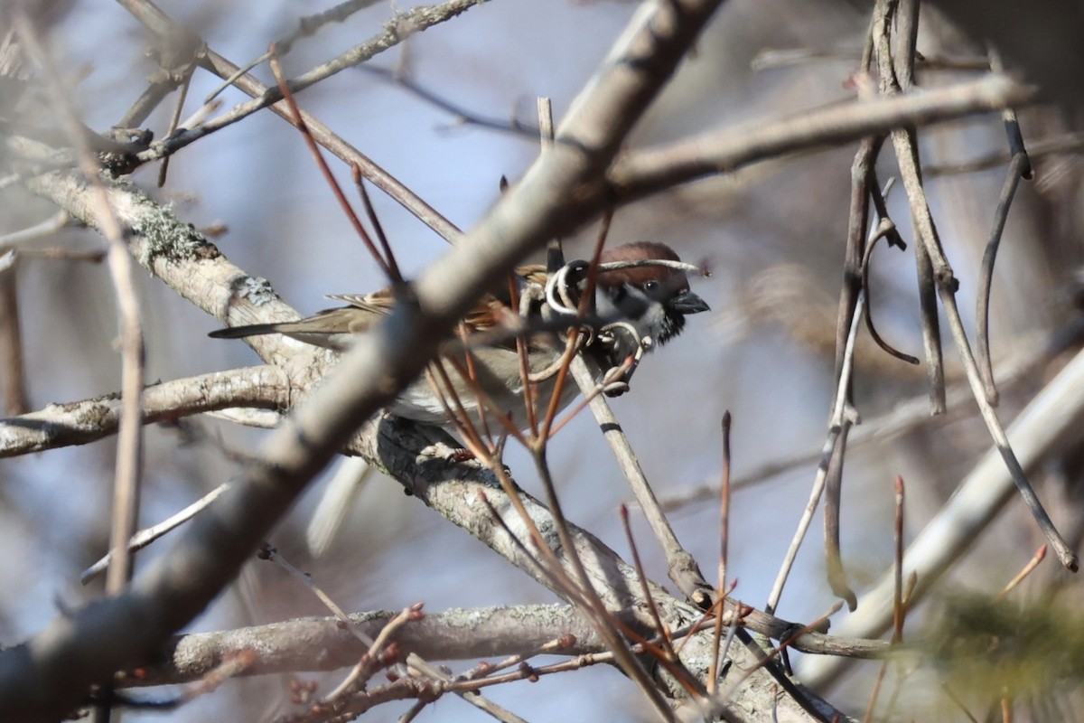 vrabec polní - ML646330166