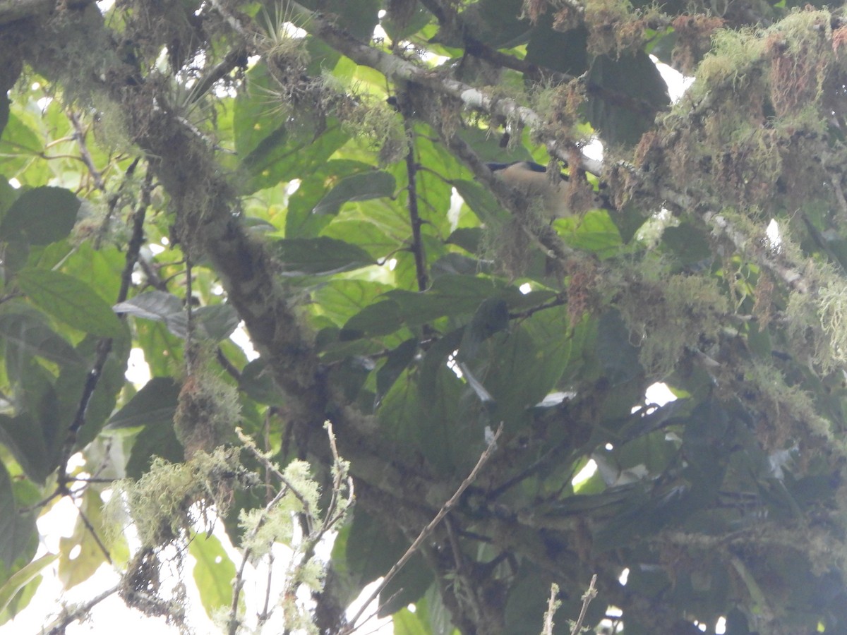 Fawn-breasted Tanager - ML646330167
