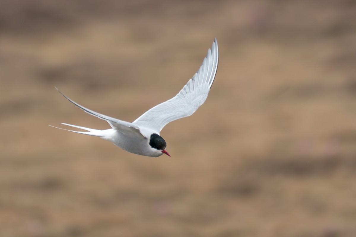 rybák dlouhoocasý - ML646330169