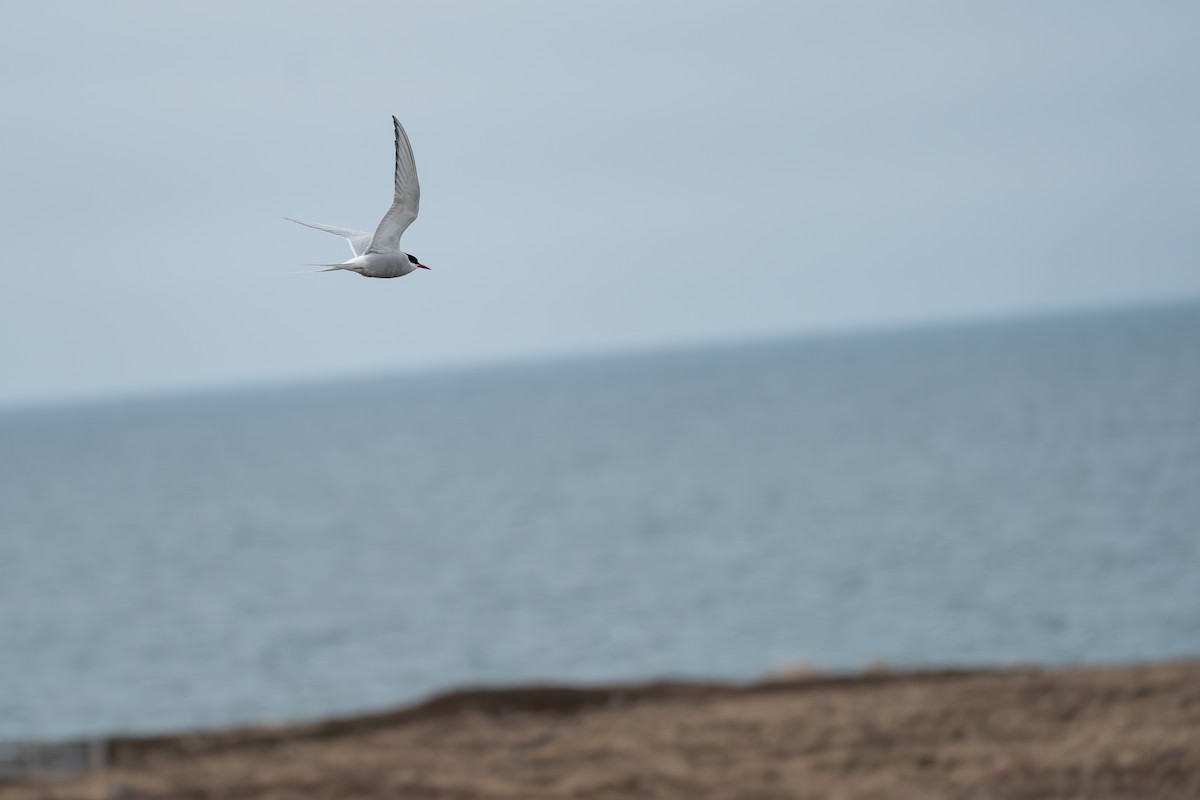 rybák dlouhoocasý - ML646330170