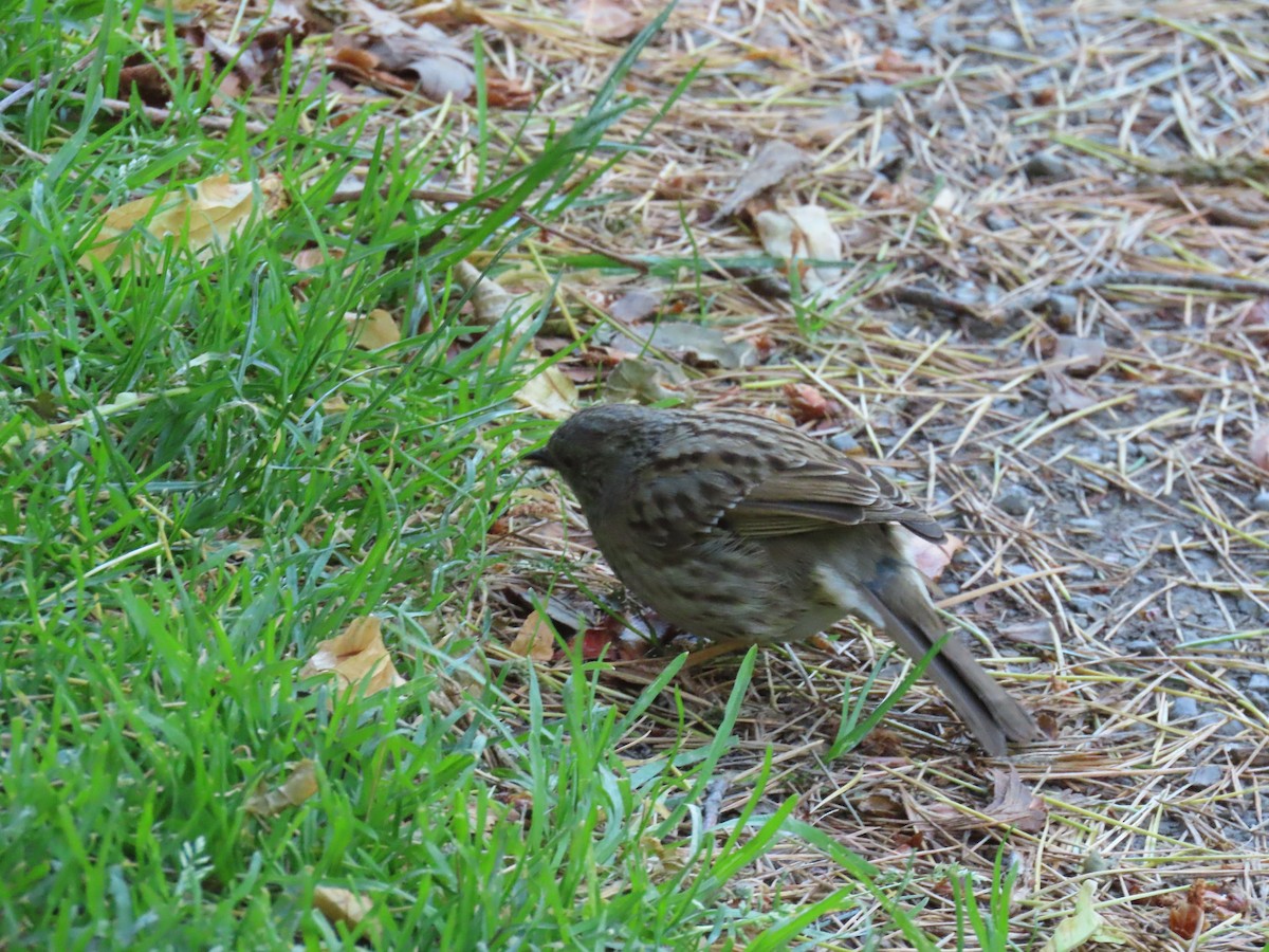 pěvuška modrá - ML646330171