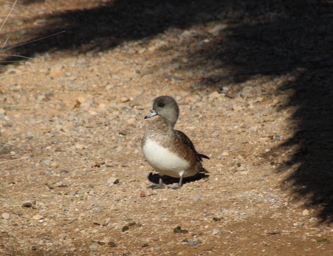 hvízdák americký - ML646330172