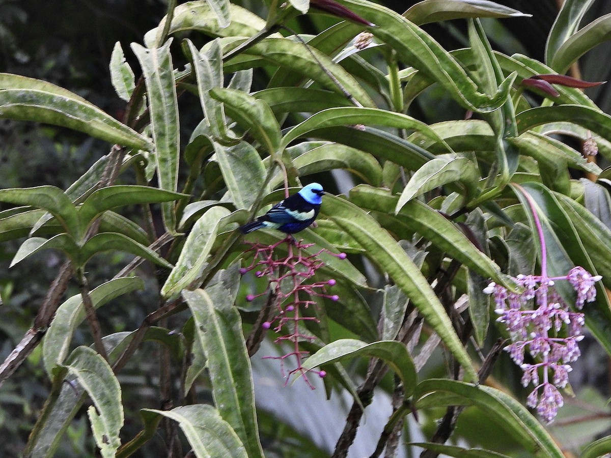 Azurkopftangare - ML646330173