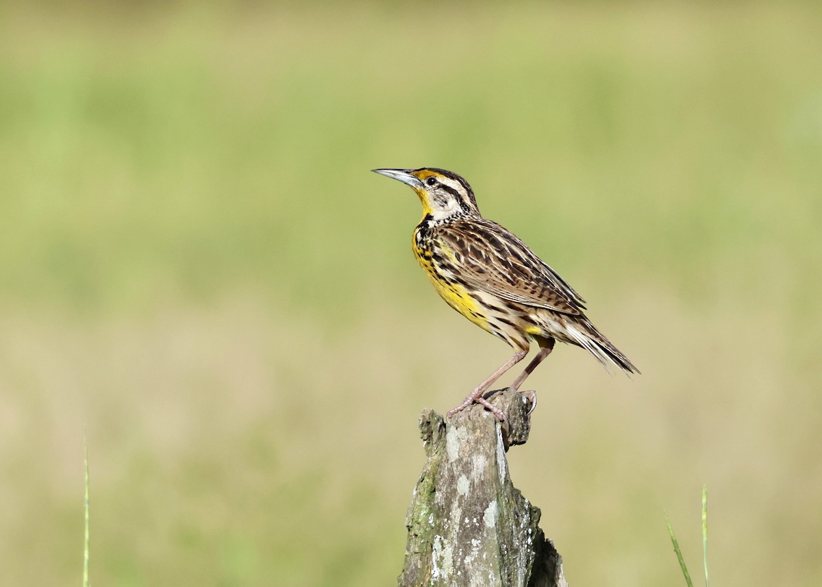 Eastern Meadowlark - ML646330174