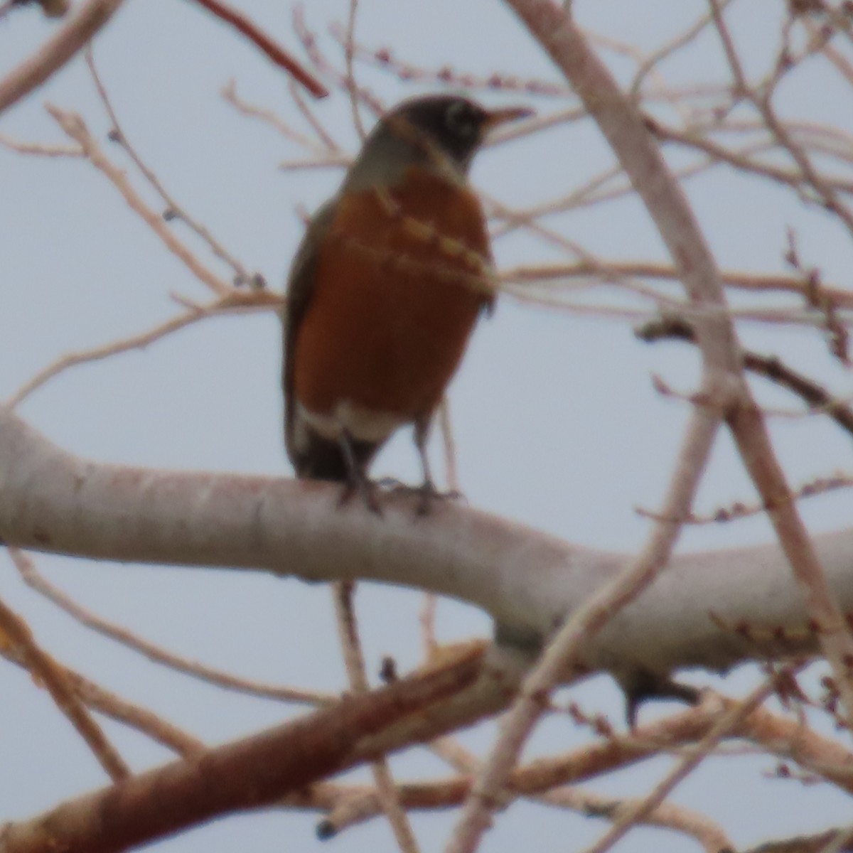 American Robin - ML646330175