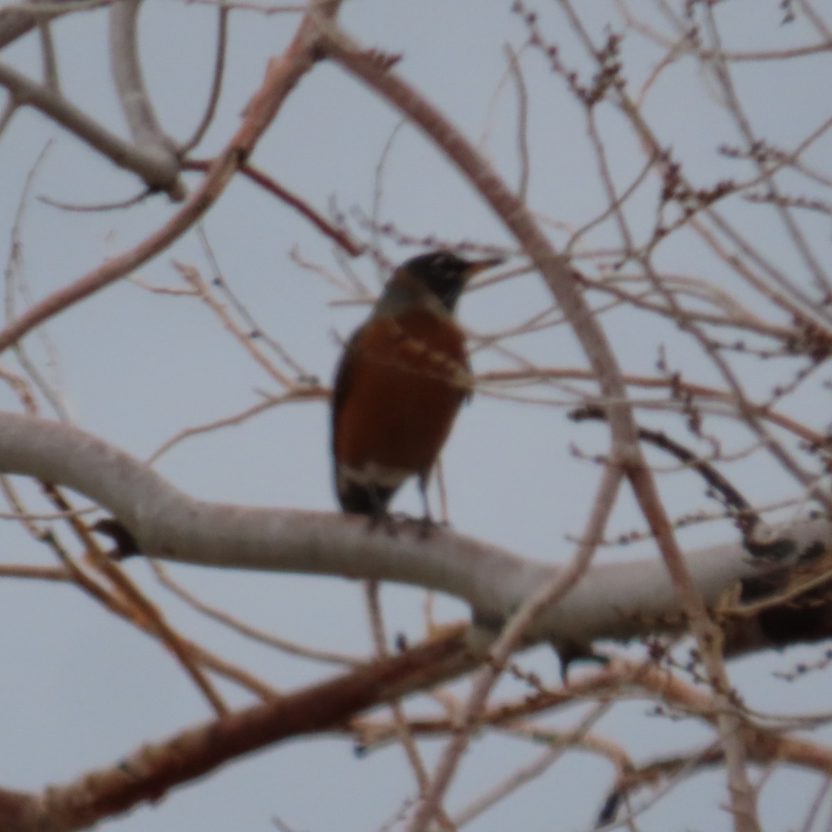 American Robin - ML646330176