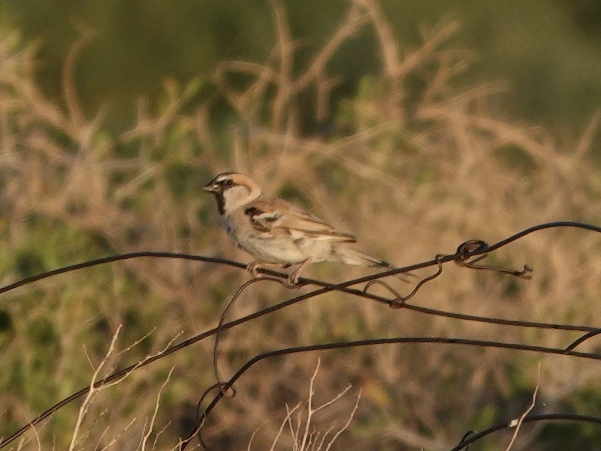 Sazak Serçesi - ML646330177