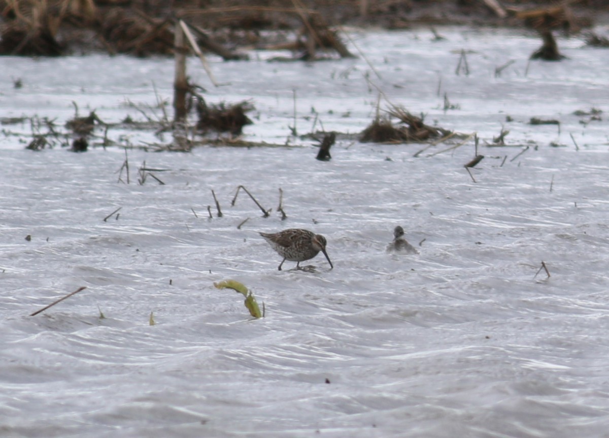 חופית תמירונית - ML646330183