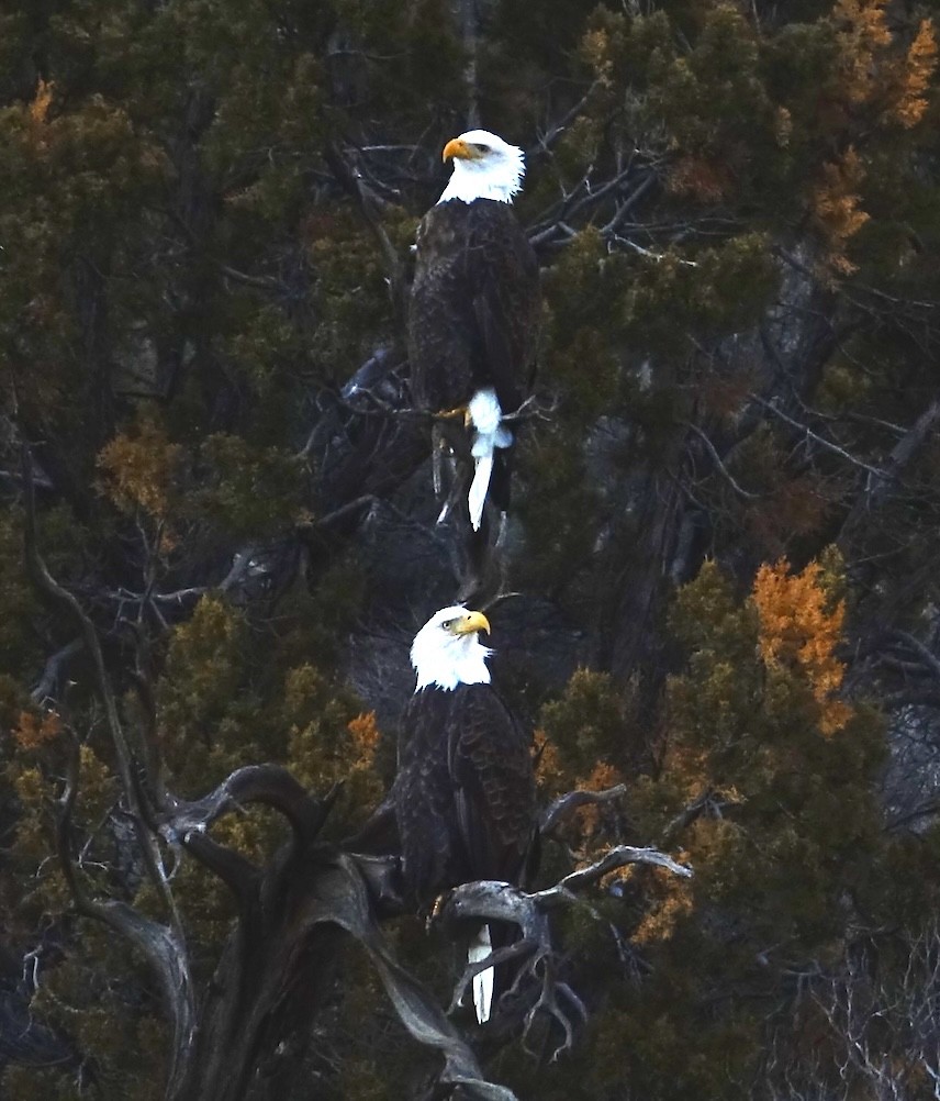 Bald Eagle - ML646330190