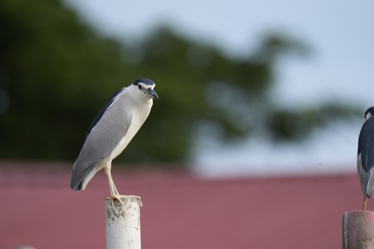 Black-crowned Night Heron - ML646330191