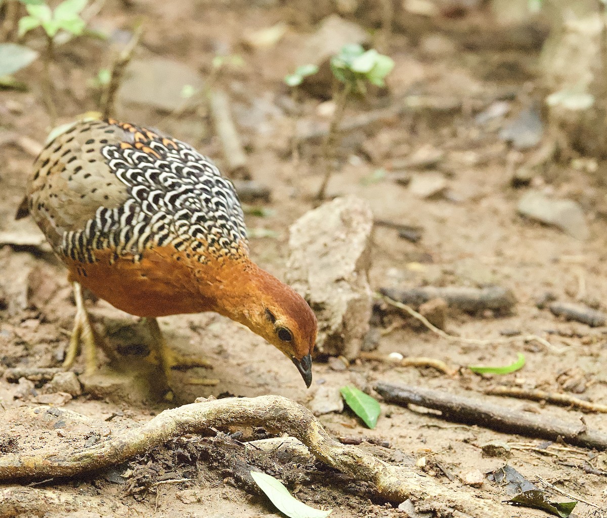 Куропатиця - ML646330192