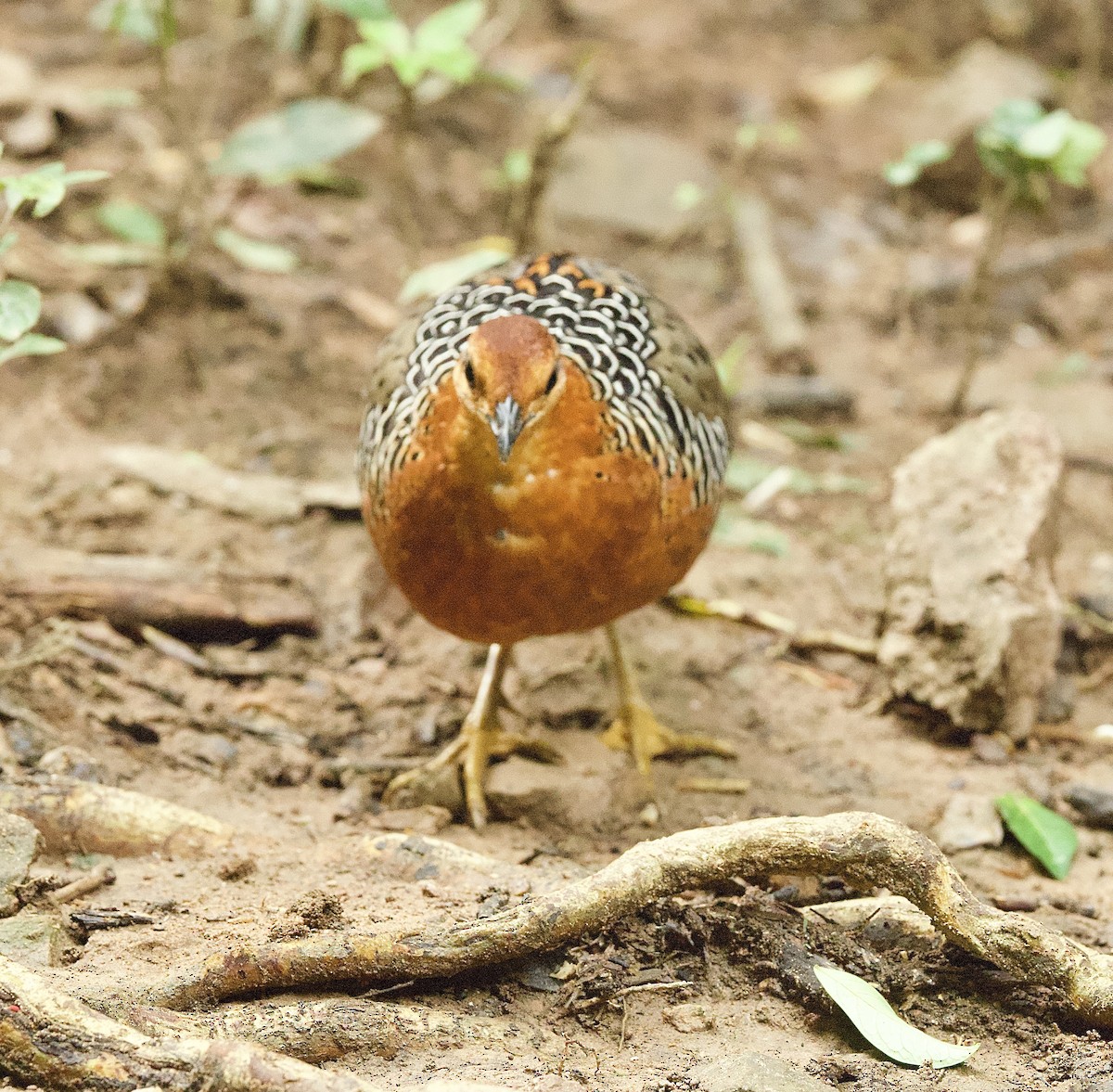 Куропатиця - ML646330193