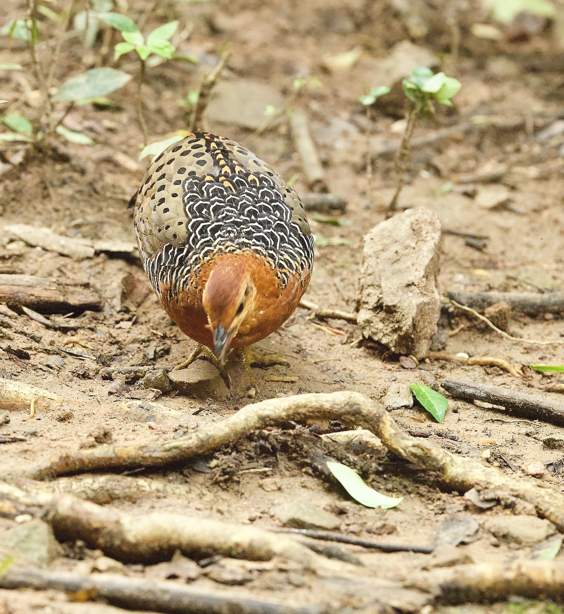 Куропатиця - ML646330194