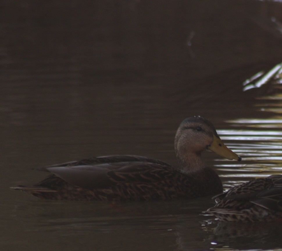 Mexican Duck - ML646330196